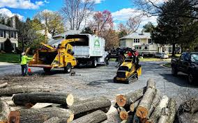 How Our Tree Care Process Works  in  Pasadena, MD