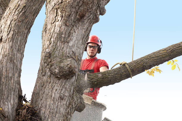  Pasadena, MD Tree Care Pros